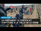 Barséquanais : les candidats se préparent au certificat d'aptitude à la taille de la vigne