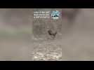 Vidéo de la traque d'un cerf en forêt de Chantilly le 6 février