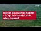 VIDÉO. Pollution dans le golfe du Morbihan : « Il s'agit de la bactérie E. Coli », indique