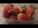 Tarn-et-Garonne : la cueillette des fraises à commencé en avance