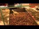 Belgique : la pénurie de crevettes entraîne une hausse des prix