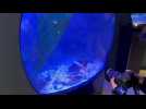 Un rarissime « homard jaune » termine dans un aquarium à Étaples