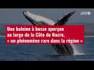 VIDÉO. Une baleine à bosse aperçue au large de la Côte de Nacre, « un phénomène rare dans la région