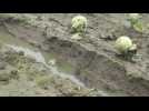 Plougonvelin : La pluie ralentit les agriculteurs
