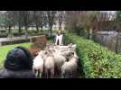 Transhumance de moutons à Gauchy