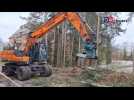 Abattage d'arbres à Auderghem pour le projet immobilier Côté colline