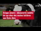 VIDÉO. Grippe aviaire : découverte inédite de cas chez des vaches laitières aux États-Unis