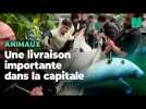 Au zoo de Paris, l'arrivée délicate d'une femelle lamantin pour sauver l'espèce menacée