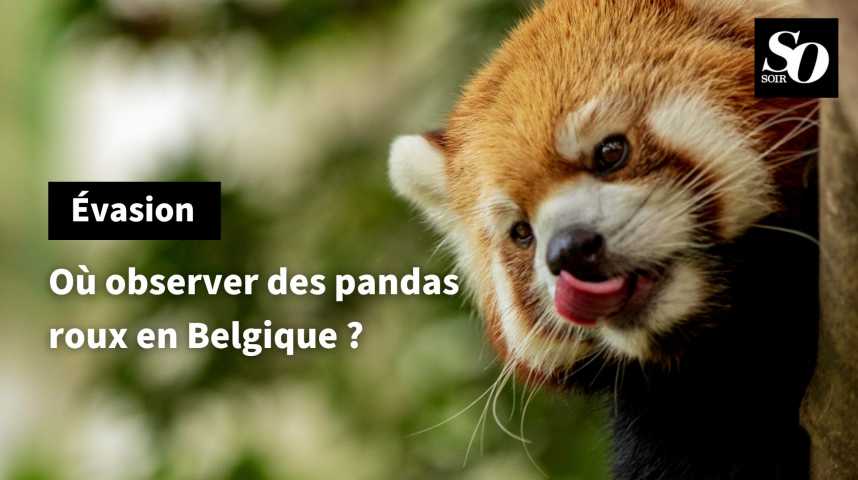 Où observer des pandas roux en Belgique ? - Le Soir