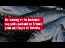 VIDÉO. Du hareng et du haddock rappelés partout en France pour un risque de listeria