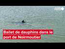 VIDÉO. Un ballet de dauphins filmé dans le port de Noirmoutier