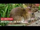 Invasion de rats au Crotoy
