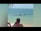 Un requin-baleine s'arrête sur une plage en Thaïlande