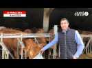VIDEO. Face à la chute du nombre de bovins, la Normandie lance un plan de reconquête de l'élevage