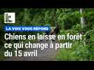 Chiens en laisse en forêt : ce qui change à partir du 15 avril