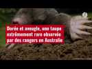 VIDÉO. Dorée et aveugle, une taupe extrêmement rare observée par des rangers en Australie