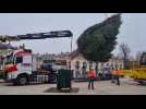 Le Sapin de Noël est arrivé Place Stanislas