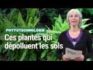 Ces plantes qui dépolluent les sols