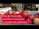 Comment s'annonce la récolte des pommes, près de Granville ?