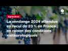 VIDÉO. La vendange 2024 attendue en recul de 23 % en France en raison des conditions météorologiques