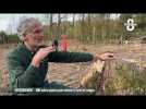 1600 arbres plantés pour reboiser la forêt de Lovagny