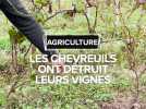 Dans le Gers, les chevreuils ont détruit leurs vignes