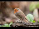 Nourriture, eau, abri : comment prendre soin des oiseaux de jardin en hiver ?