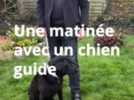 Handicap - Déficience visuelle : la vie dans les pas d'un chien guide