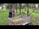 VIDÉO. Près de Saint-Lô, ramasser les pommes et apprendre à faire son cidre