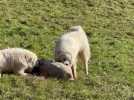 Deux patous dévorent un mouton au Bouchet-Mont-Charvin