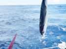 VIDÉO. Vendée Globe : quand Romain Attanasio découvre des crabes et une sardine sur son bateau