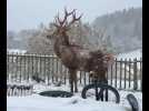 Poursuivi par une meute, un cerf se réfugie dans un jardin en Haute-savoie