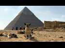 Egypte: les chiens errants des pyramides, nouvelle attraction de Guizeh