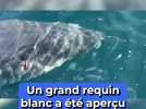 Var : Un grand requin blanc a été aperçu à Porquerolles et voici pourquoi c'est une bonne nouvelle