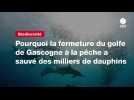 VIDEO. Pourquoi la fermeture du golfe de Gascogne à la pêche a sauvé des milliers de dauphins