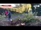 VIDÉO. Tempête Caetano : à Bouaye, la chute d'un arbre coupe la route du village