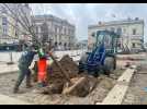 VIDÉO. Les premiers arbres plantés sur la place du 11-Novembre à Laval