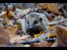 Abri, nourriture, hibernation... Comment prendre soin d'un hérisson dans son jardin en hiver ?