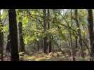 VIDÉO. Des cours dans la nature pour ces élèves de maternelles en Sarthe