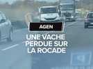 Une vache perdue sur la rocade d'Agen