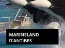 Marineland d'Antibes : vers une fermeture définitive en janvier 2025