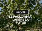 Il capte 10 fois plus de CO2 qu'un arbre ordinaire : à la découverte du Paulownia, l'arbre du futur ?