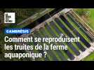 Comment se reproduisent les truites ? Réponse à la ferme aquaponique du Cambrésis