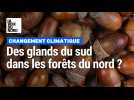 Changement climatique : des glands du sud dans les forêts du nord ?