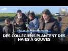 Des collégiens plantent des haies à Gouves