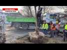 VIDÉO. À Saint-Nazaire, dix arbres de la place des 8-et-11-Mai transplantés