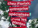 Visite de Florixir, entreprise spécialisée dans les plantes aromatiques bio