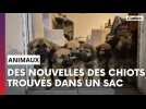 Des nouvelles des chiots trouvés dans un sac près de Fismes