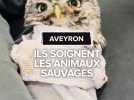 Ils soignent des animaux sauvages : au coeur d'un centre de sauvegarde de la faune sauvage en Aveyron.