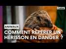 Comment repérer un hérisson en danger ?